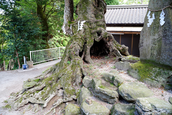 八柱神社のアカガシ