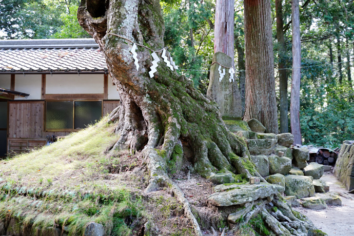 八柱神社のアカガシ