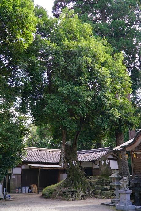 八柱神社のアカガシ