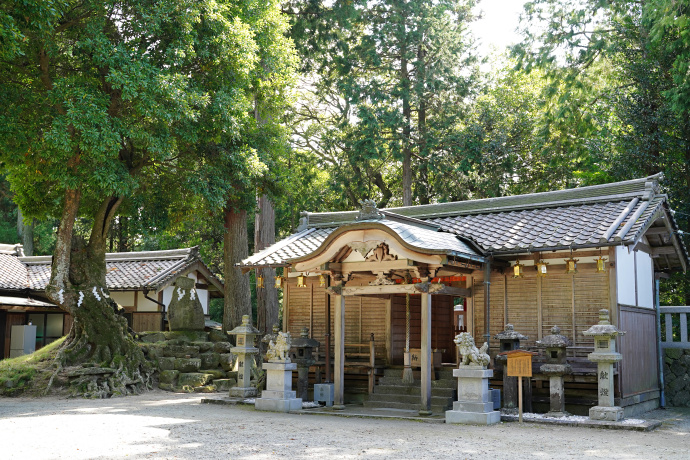 八柱神社社殿とアカガシ