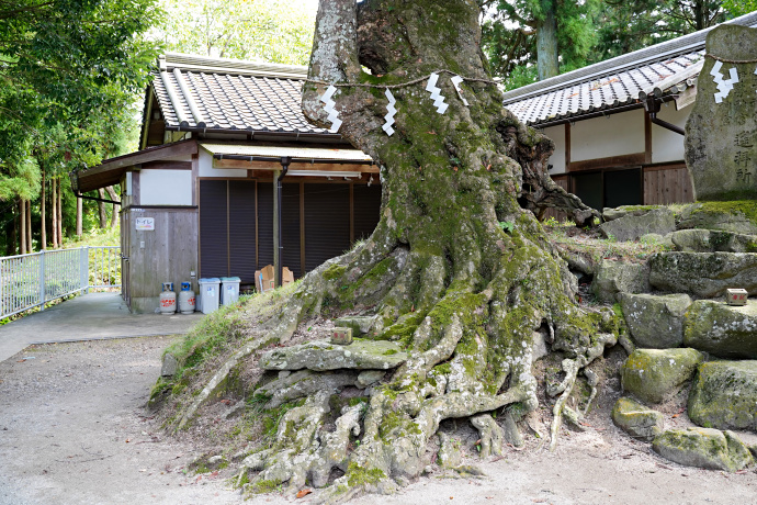 八柱神社のアカガシ