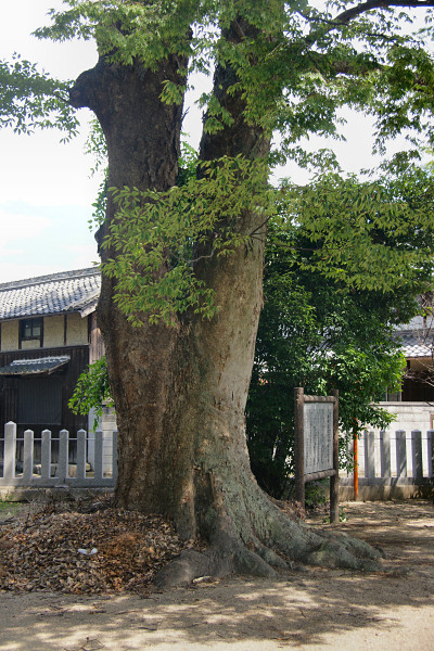 八坂神社のケヤキ