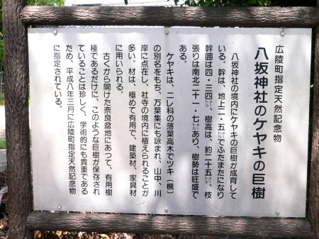 八坂神社のケヤキの巨樹・説明板