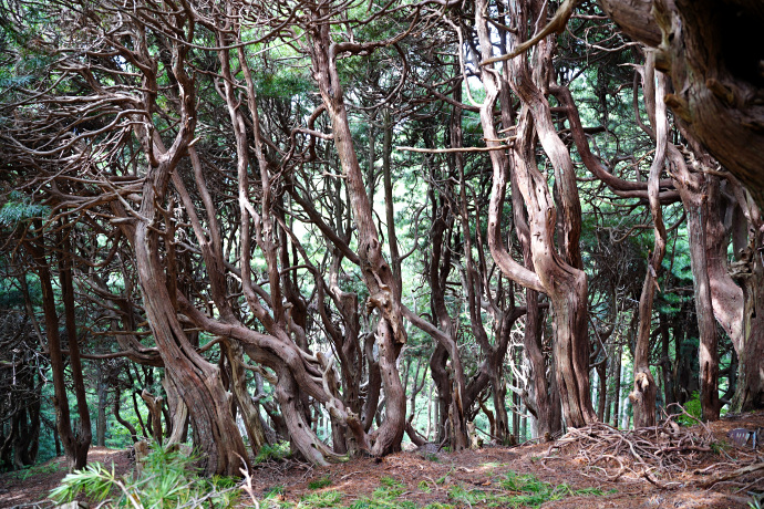 吉野山コウヤマキ群落