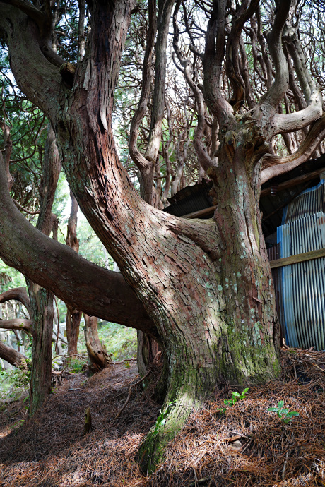 吉野山コウヤマキ群落