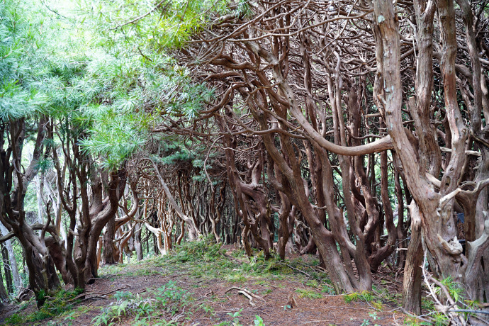 吉野山コウヤマキ群落