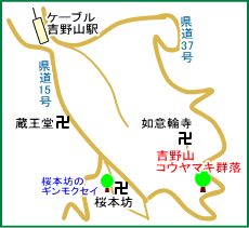 吉野山コウヤマキ群落マップ
