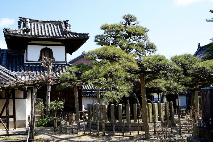 善照寺の冨生の松