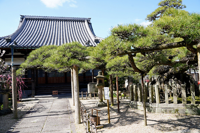 善照寺本堂と冨生の松