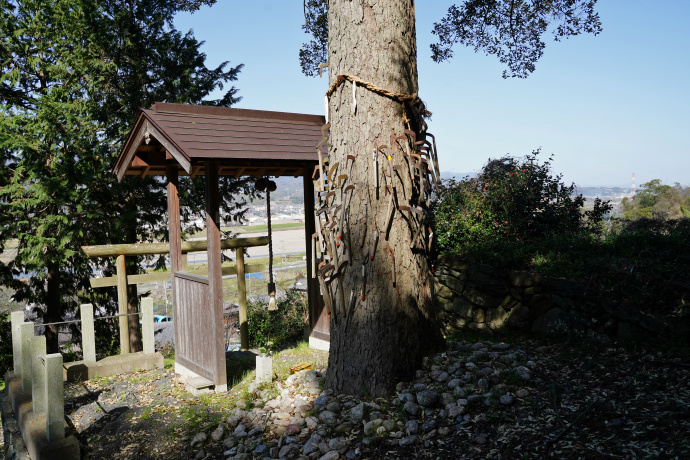 兄井鎌八幡宮のイチイガシ