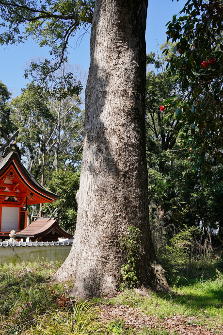 荒田神社のクスノキ