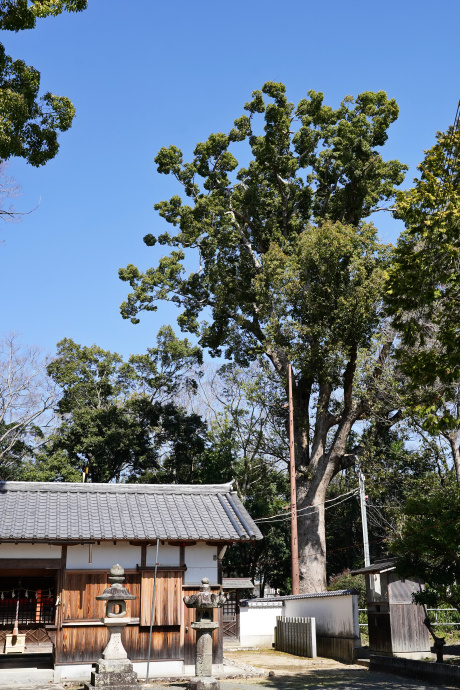 荒田神社のクスノキ