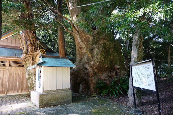 有田神社の大楠