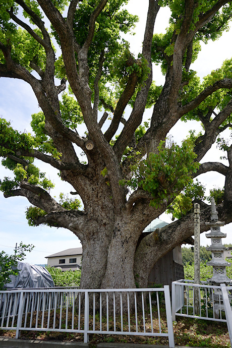 美福門院供養墓地のクスノキ