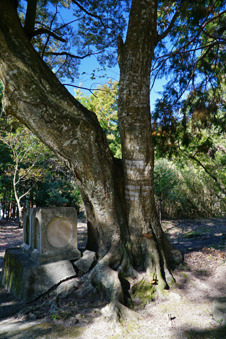 長子八幡神社のカシ