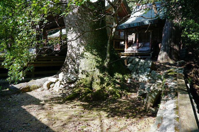 長子八幡神社のクスノキ