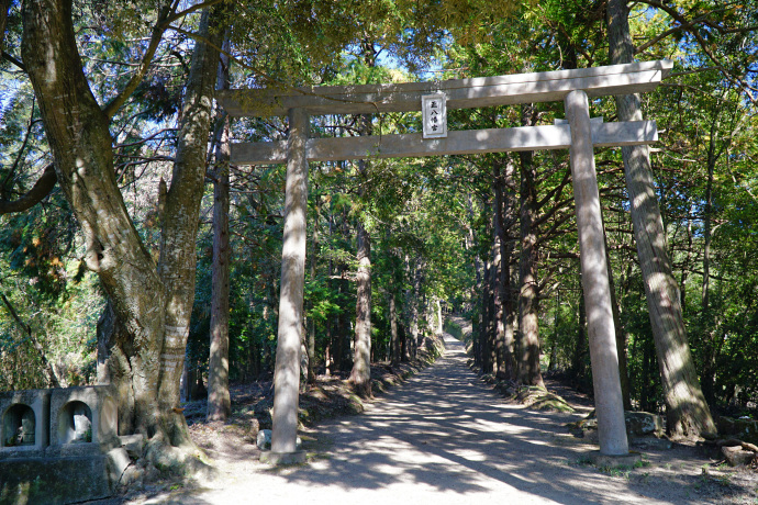 参道の鳥居とカシの木