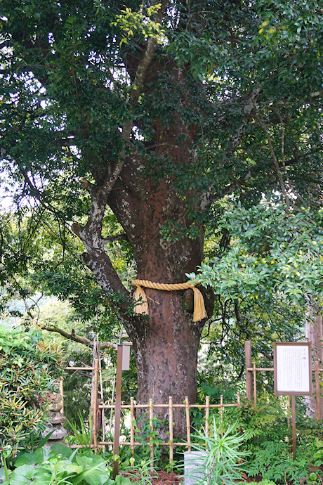 大泰寺のナギの木