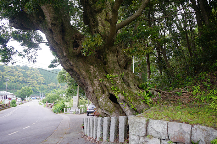 大泰寺のシイの老樹