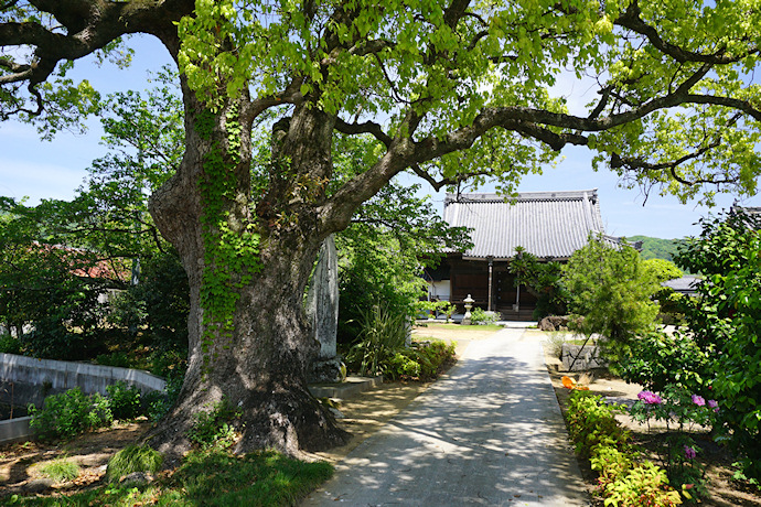 福琳寺のクスノキ