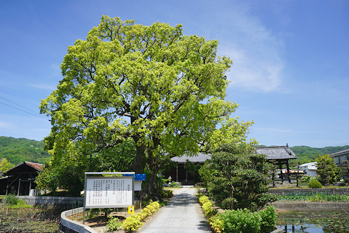 福琳寺のクスノキ