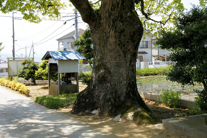 福琳寺のクスノキ