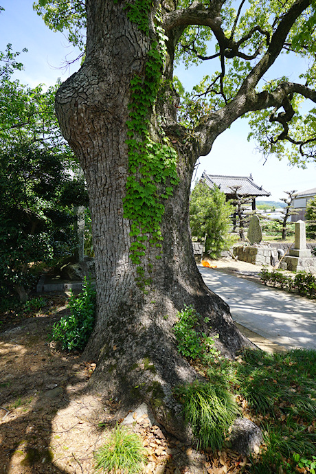 福琳寺のクスノキ