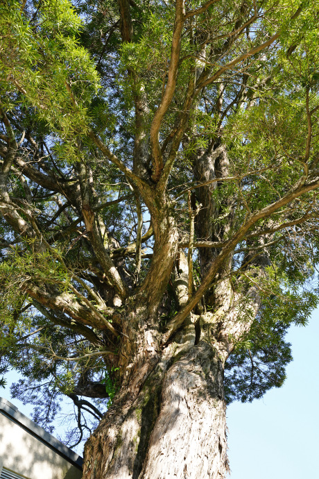 日物川イヌマキの大樹