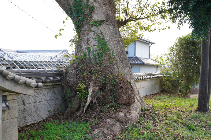 一ノ宮神社のクスノキ