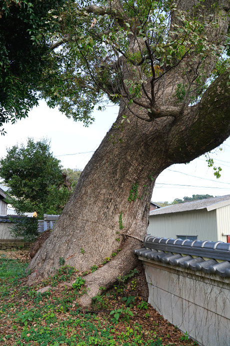 一ノ宮神社のクスノキ