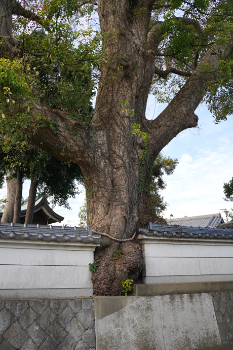 一ノ宮神社のクスノキ