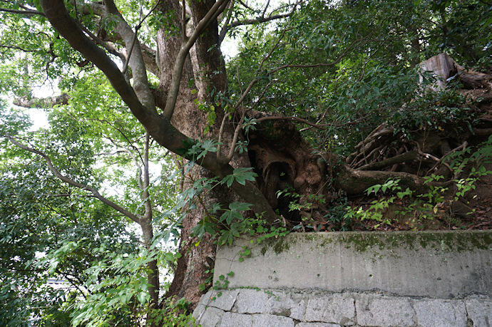 岩田神社のクスノキ