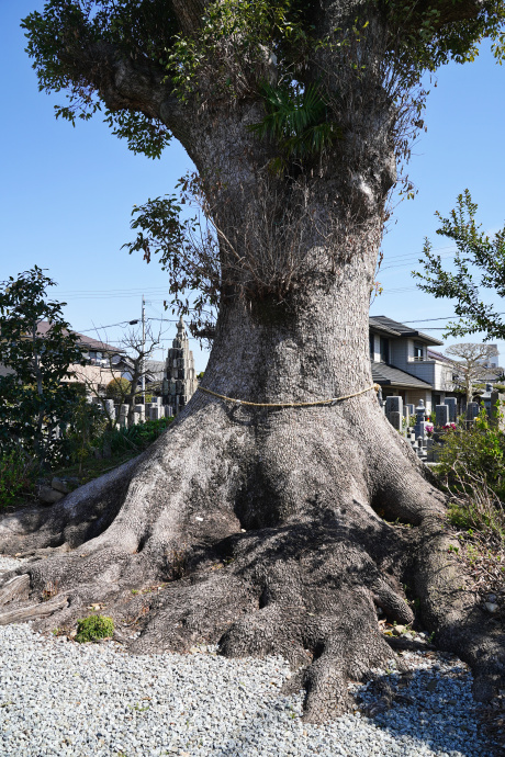 寿福寺のクスノキ