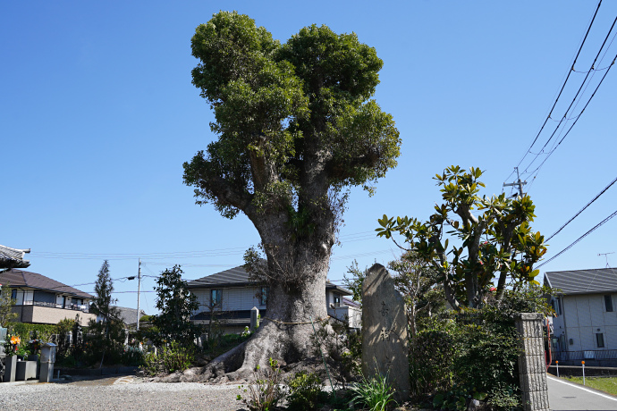 寿福寺のクスノキ