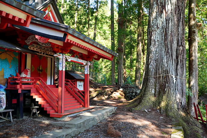 上花園神社のスギ（右側）