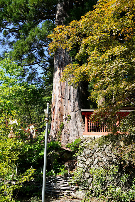 上花園神社のスギ（左側）