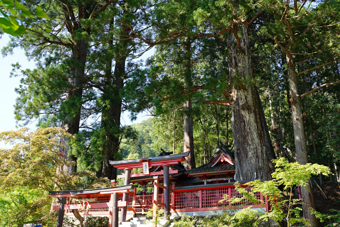 上花園神社のスギ