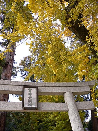 加茂神社のイチョウ