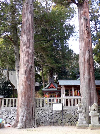 加茂神社のスギ