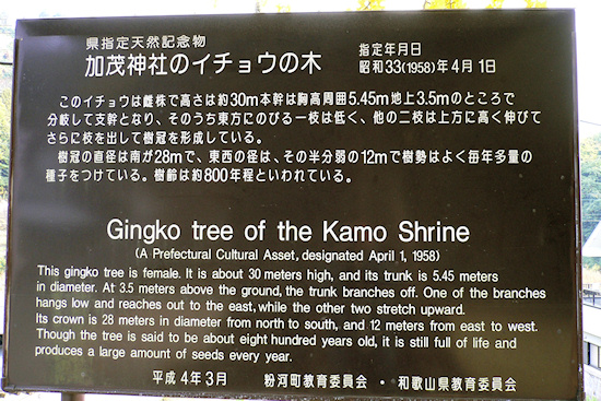 加茂神社のイチョウの木　説明板