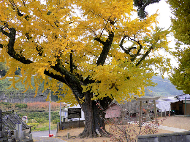 加茂神社の公孫樹