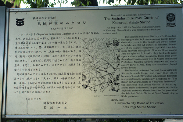 葛城神社のムクロジ説明板