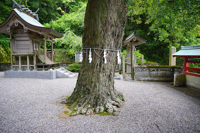 勝浦八幡神社のナギ