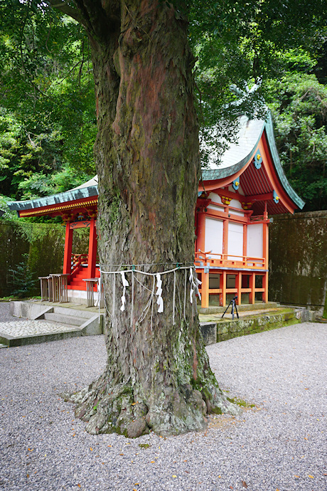 勝浦八幡神社のナギ