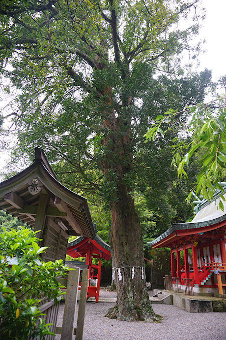 勝浦八幡神社のナギ