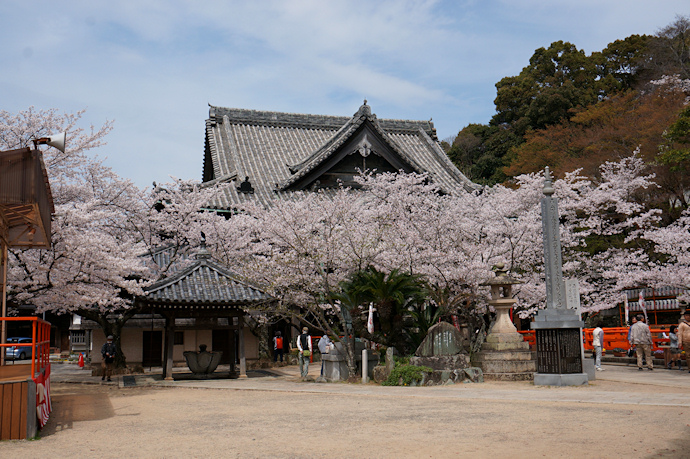 紀三井寺本堂付近の桜