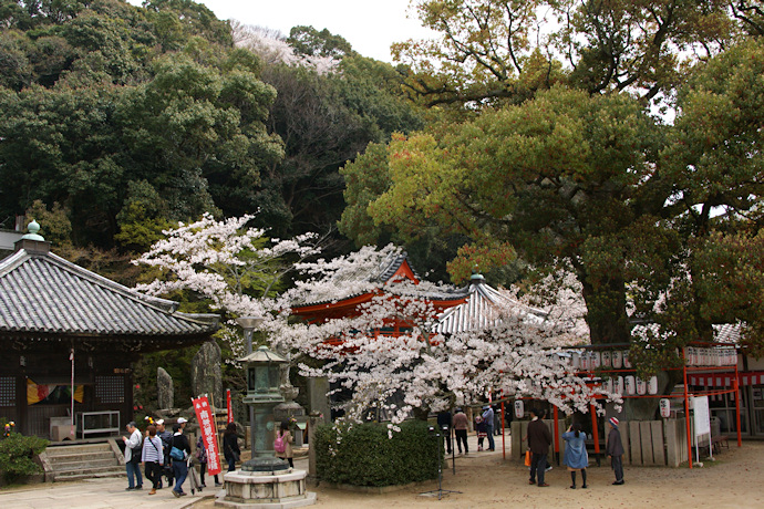 紀三井寺の桜とクスノキ