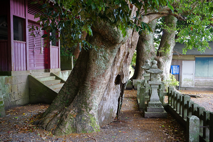 神戸神社のクスノキ