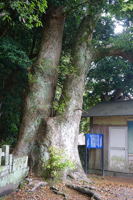 神戸神社のクスノキ