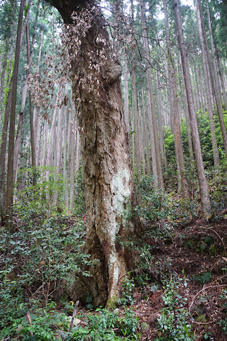 甲明神社のイチイガシ